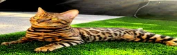 Bengal cats for sale: 3x bengal kittens full pedigree tica reg - Advert 4