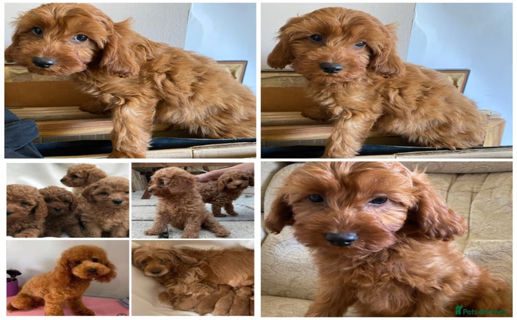 Cavapoo dogs - Advert 8