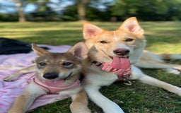 Mixed Breed dogs for sale: 💛Pomsky & Czechoslovakian Wolfdog Puppy Sisters🤎 - Image 1