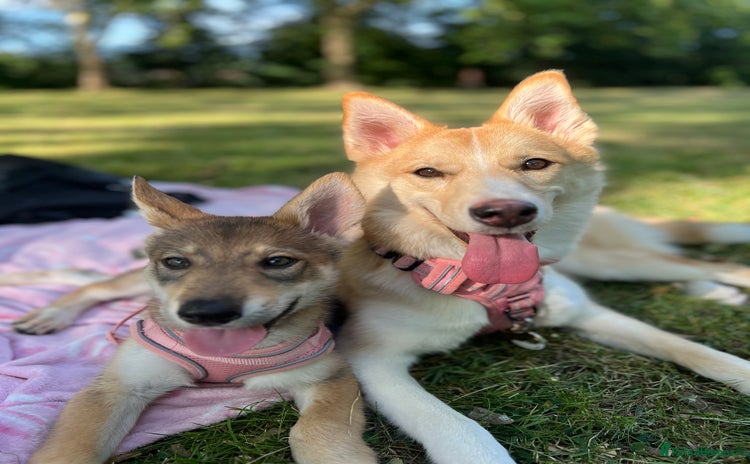 Mixed Breed dogs - Advert 1