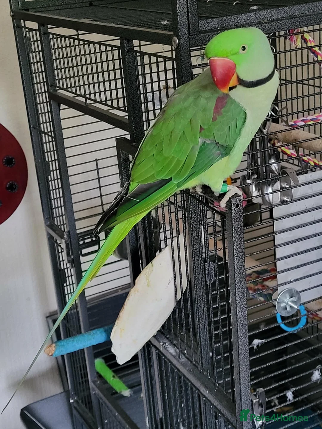 Parakeets birds for sale: Alexandrine boy . And large cage  - Advert 2