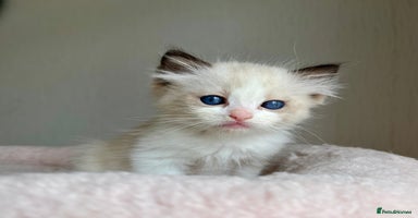 Ragdoll cats - Advert 1