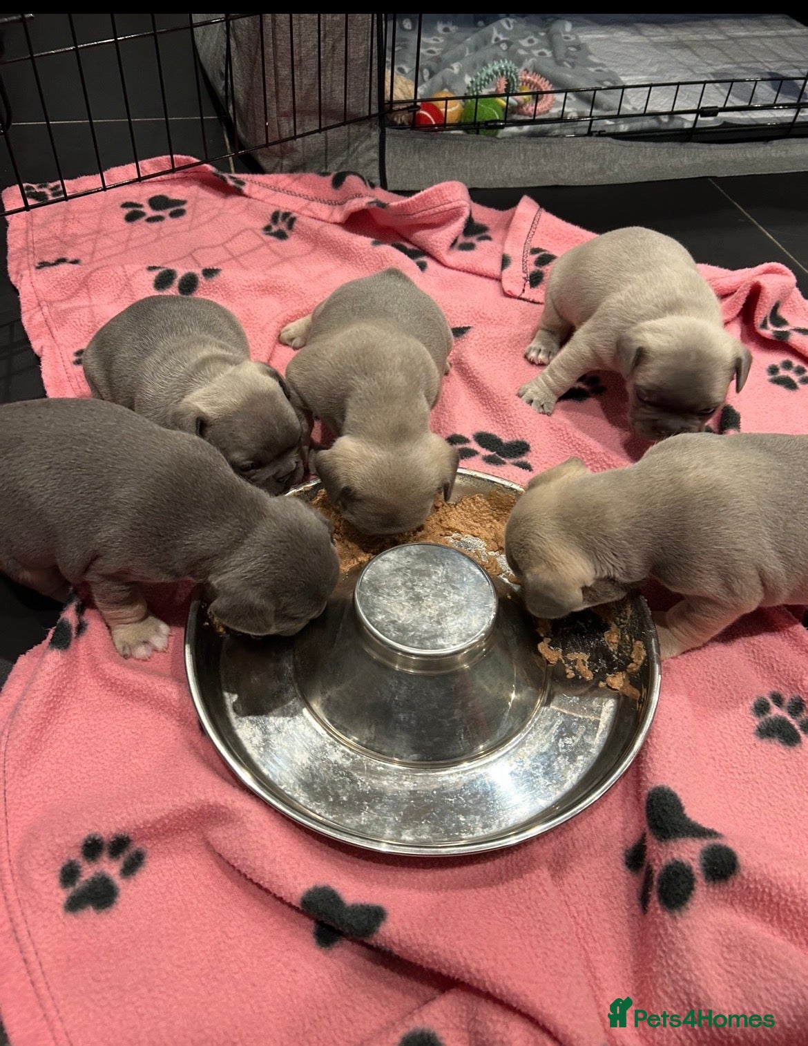French Bulldog dogs 1 Chunky Boy left all others now reserved  - Advert 6