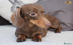 Miniature Dachshund dogs for stud: MASTER DUKE 🐶 miniature dashshund for stud in Wisbech - Image 3