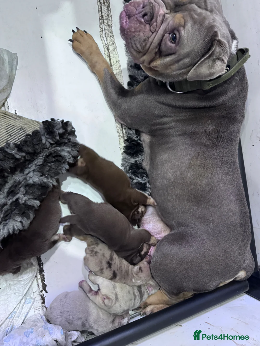 English Bulldog dogs for sale: 3 Gorgeous Boys and 3 Beautiful girls available  - Advert 4