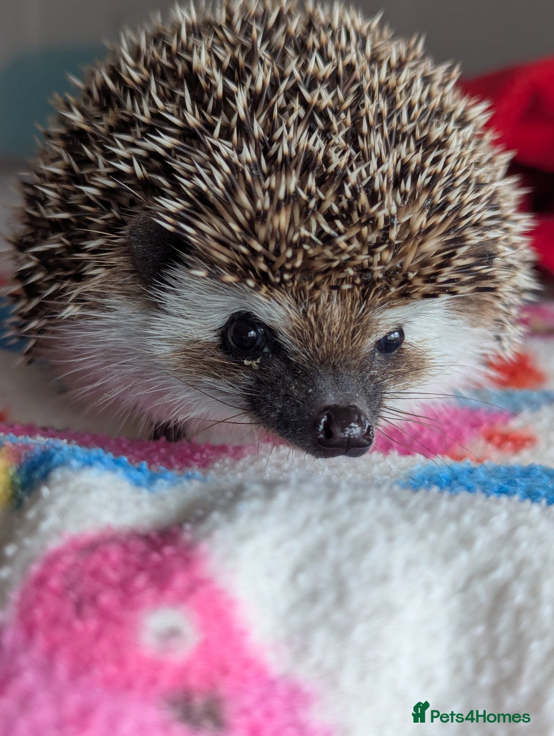 Pygmy Hedgehog rodents for sale: Herbert 6 month old Male Hedgehog/ AVAILABLE  - Image 4