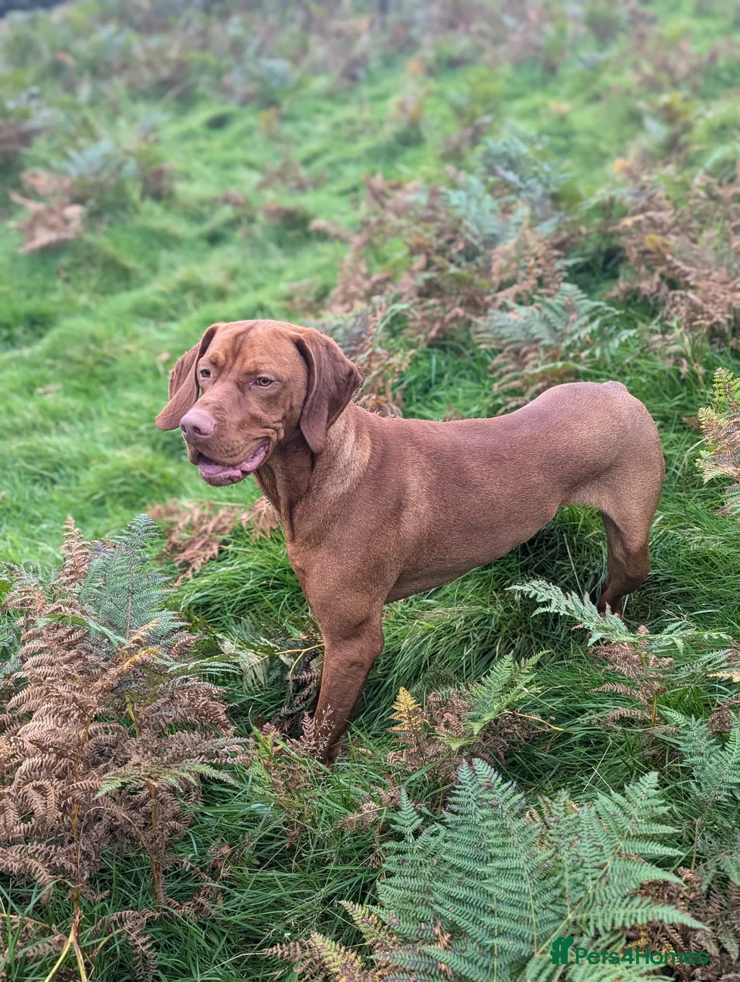 Hungarian Vizsla dogs for sale: 🐾 Adorable Vizsla Puppies – 4 Boys & 4 Girls! 🐾 in South Molton - Advert 7