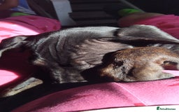 Cane Corso dogs for sale: Cane Corso  - Image 6