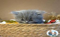 British Shorthair cats for sale: 3 British short hair / long hair kittens  - Image 25