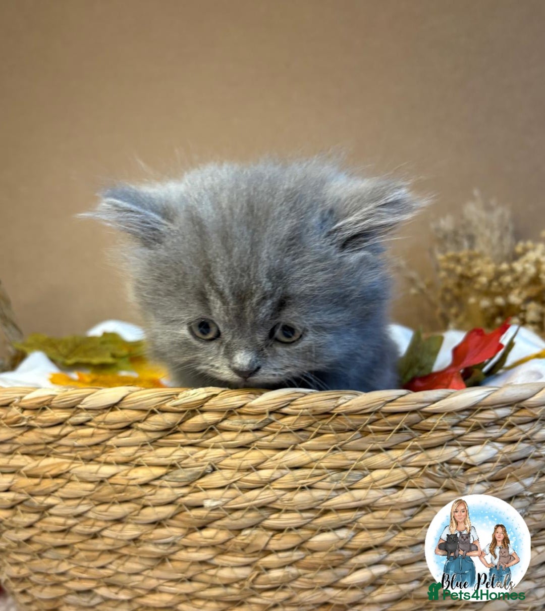 British Shorthair cats for sale: 3 British short hair / long hair kittens  - Image 25