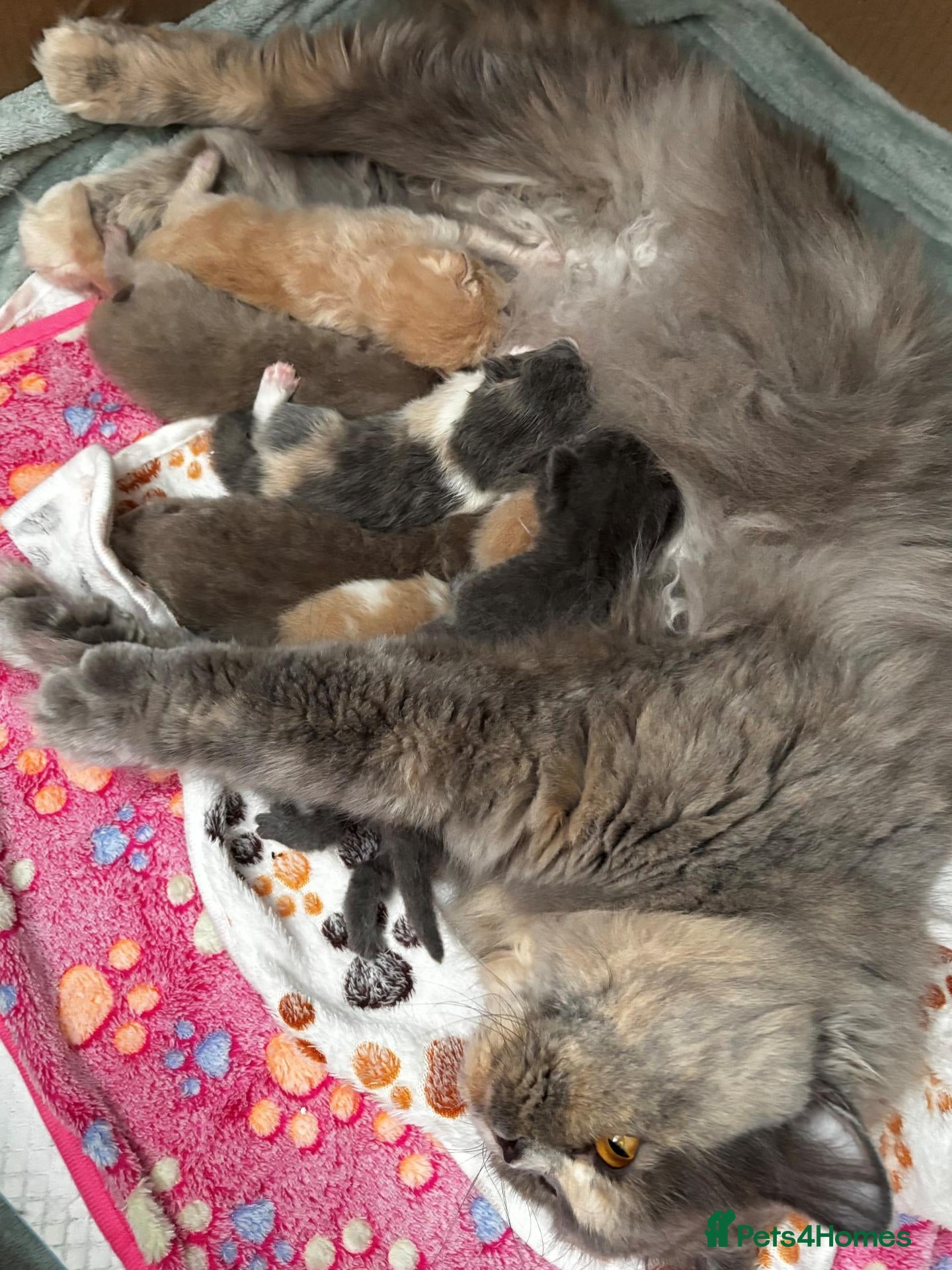 British Shorthair cats **GCCF British Shorthair / Longhair Kittens** - Advert 1