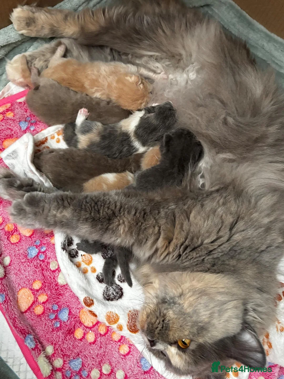 British Shorthair cats for sale: **GCCF British Shorthair / Longhair Kittens** - Advert 1