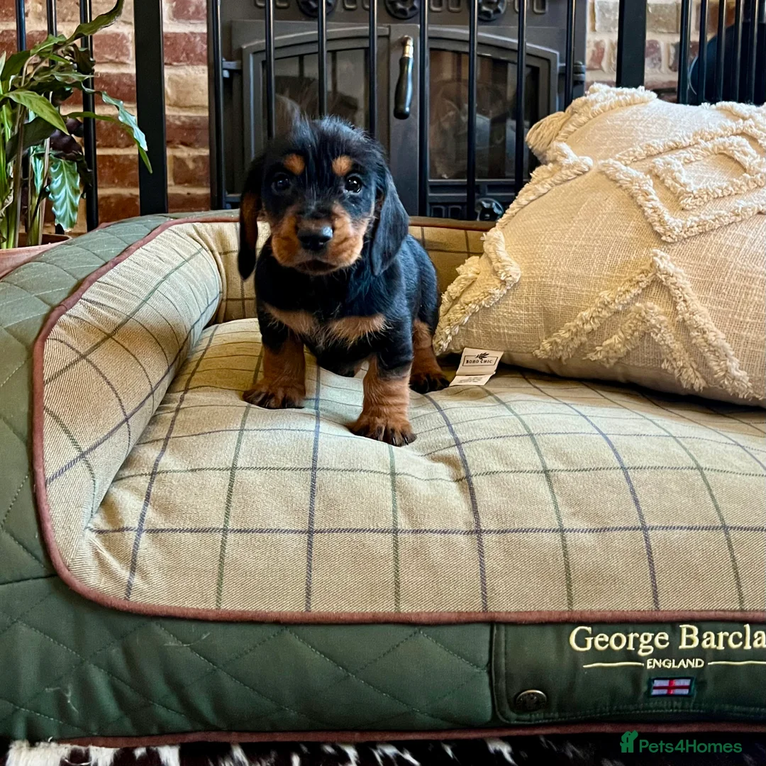 Mixed Breed dogs for sale: Brilliant Bold Working Cocker x Teckel Puppies! - Advert 13