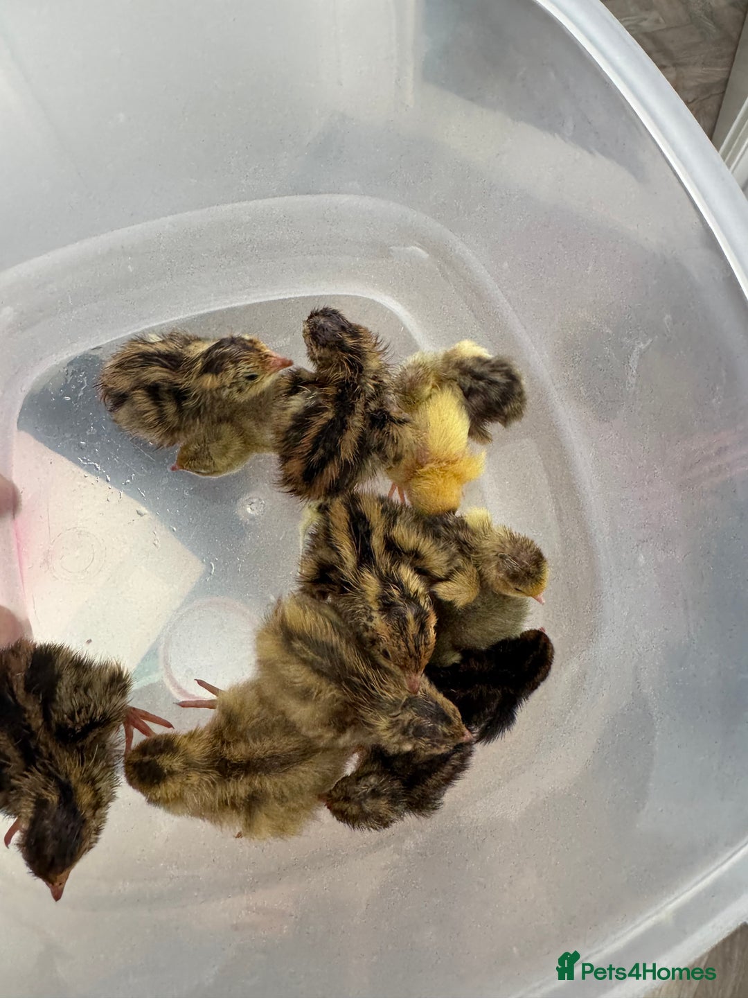 Quail poultry for sale: Quail and hatching eggs  - Image 1