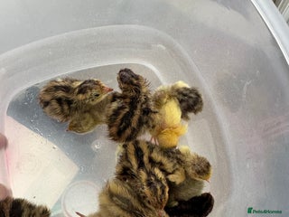 Quail poultry - Advert 36