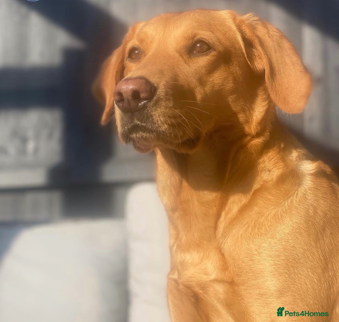 Labrador Retriever dogs Beautiful pure labrador retriever puppies. - Advert 1