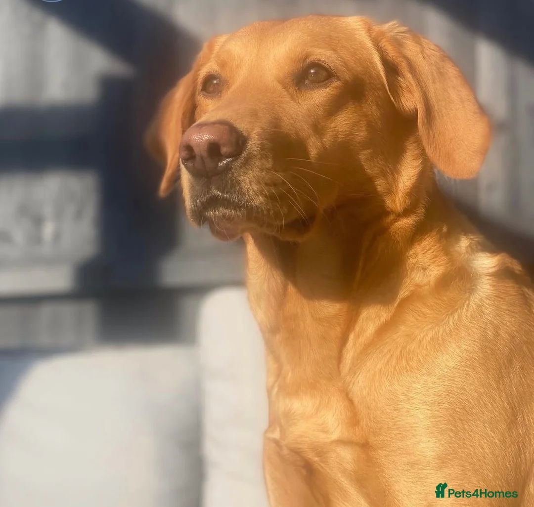 Labrador Retriever dogs for sale: Beautiful pure labrador retriever puppies. - Advert 1