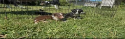 Border Collie dogs for sale: Beautiful border collies for sale - Advert 2