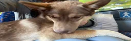 Huskita dogs for sale: Gorgeous and energetic huskita male puppy for sale in Blairgowrie - Advert 12