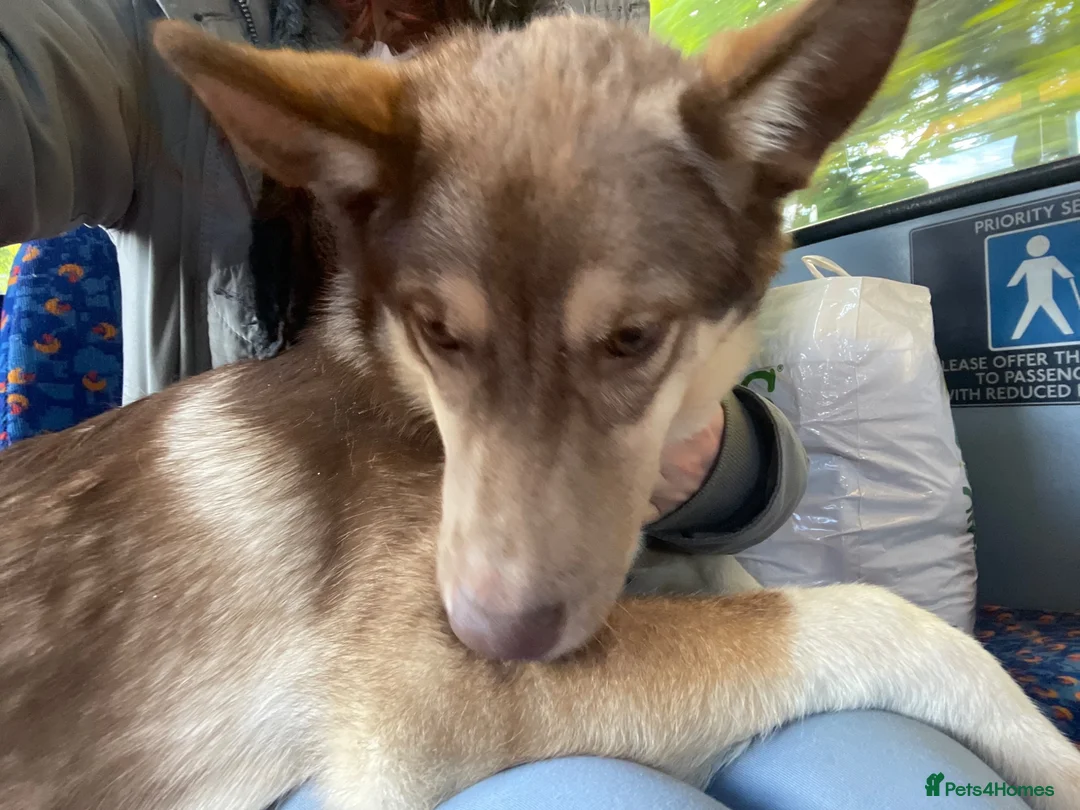 Huskita dogs for sale: Gorgeous and energetic huskita male puppy for sale in Blairgowrie - Advert 12