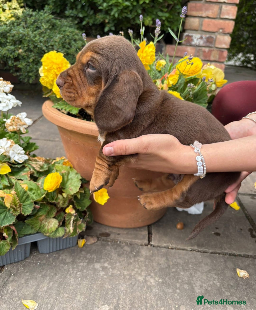 Mixed Breed dogs for sale: Beautiful Basset Hound x’s - Image 3