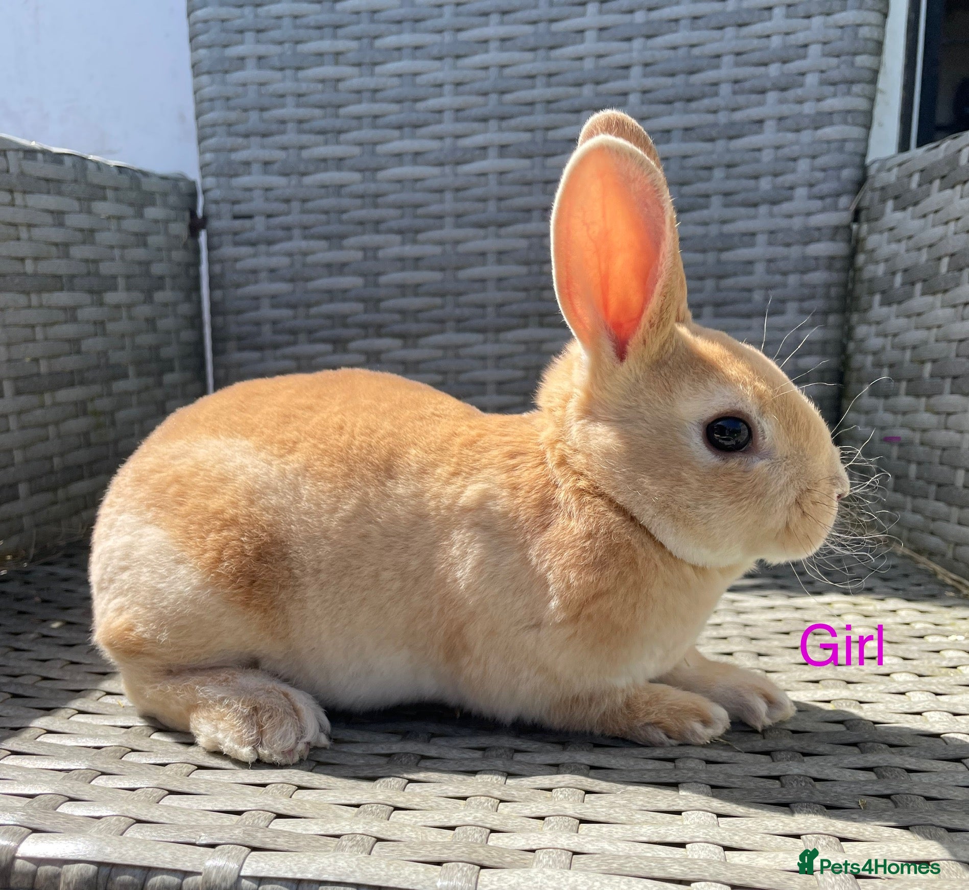 Rex rabbits 5 week old pure mini Rex💖💙 - Advert 6