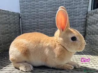 Rex rabbits 5 week old pure mini Rex💖💙 - Advert 6