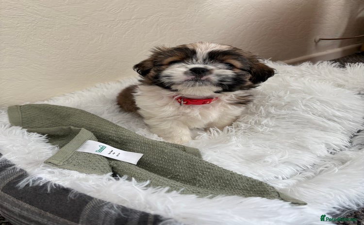 Shih Tzu dogs - Advert 1