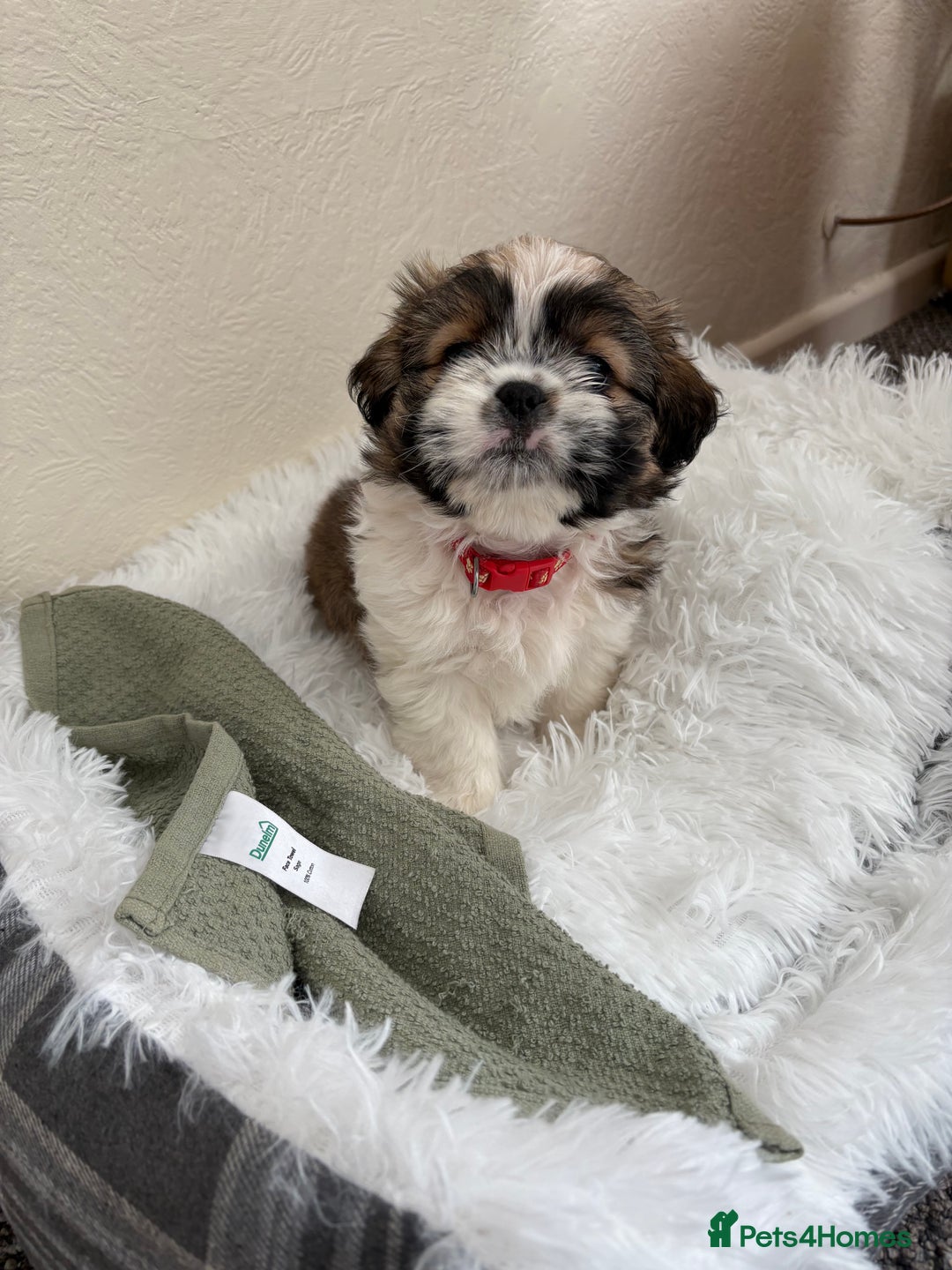 Shih Tzu dogs for sale: Shih-Tzu Puppy for sale  - Image 1