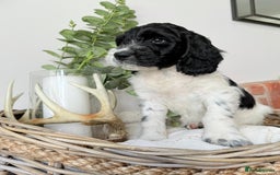 Cockapoo dogs for sale:  cockapoo puppies **READY GO GO** - Image 28