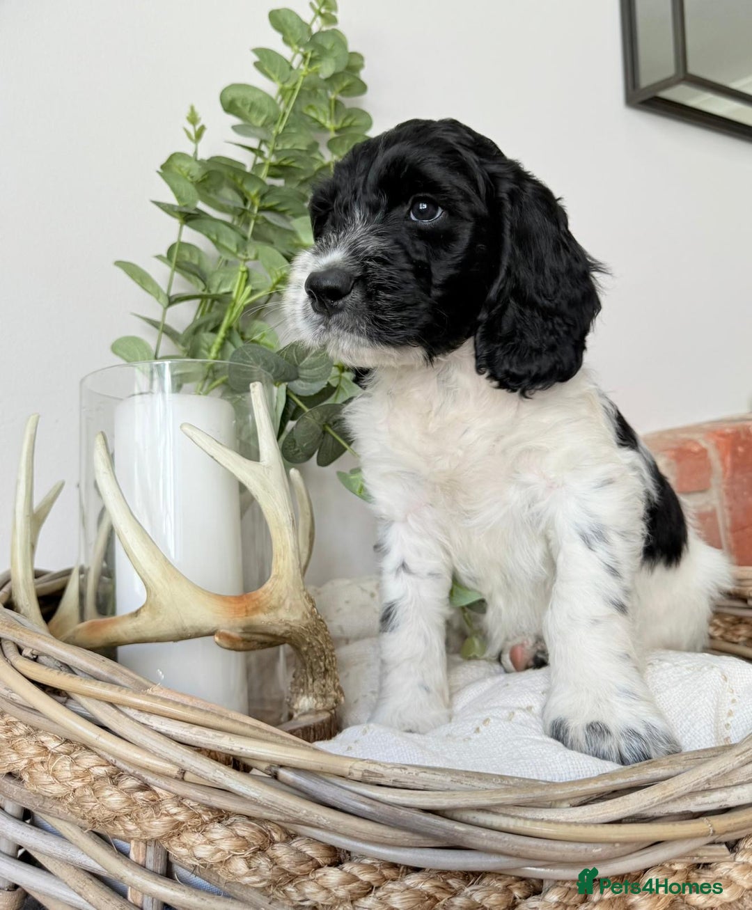 Cockapoo dogs for sale:  cockapoo puppies **READY GO GO** - Image 28