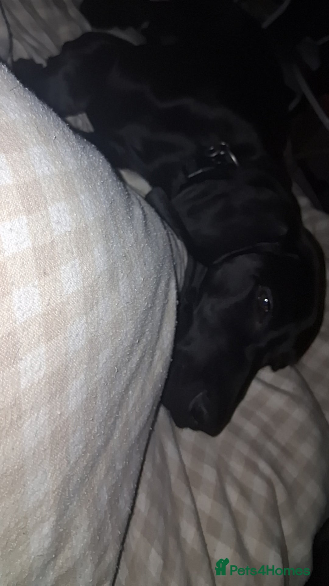 Mixed Breed dogs for sale: Weirnermer x Visla x GSP - Advert 3
