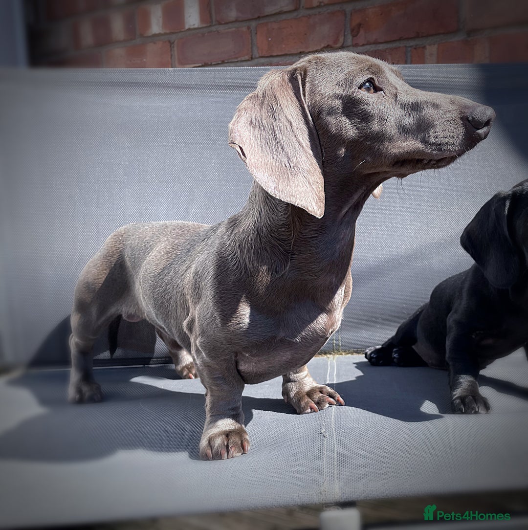 Miniature Dachshund dogs for sale: Perfecf kc miniature dachshunds - Image 23