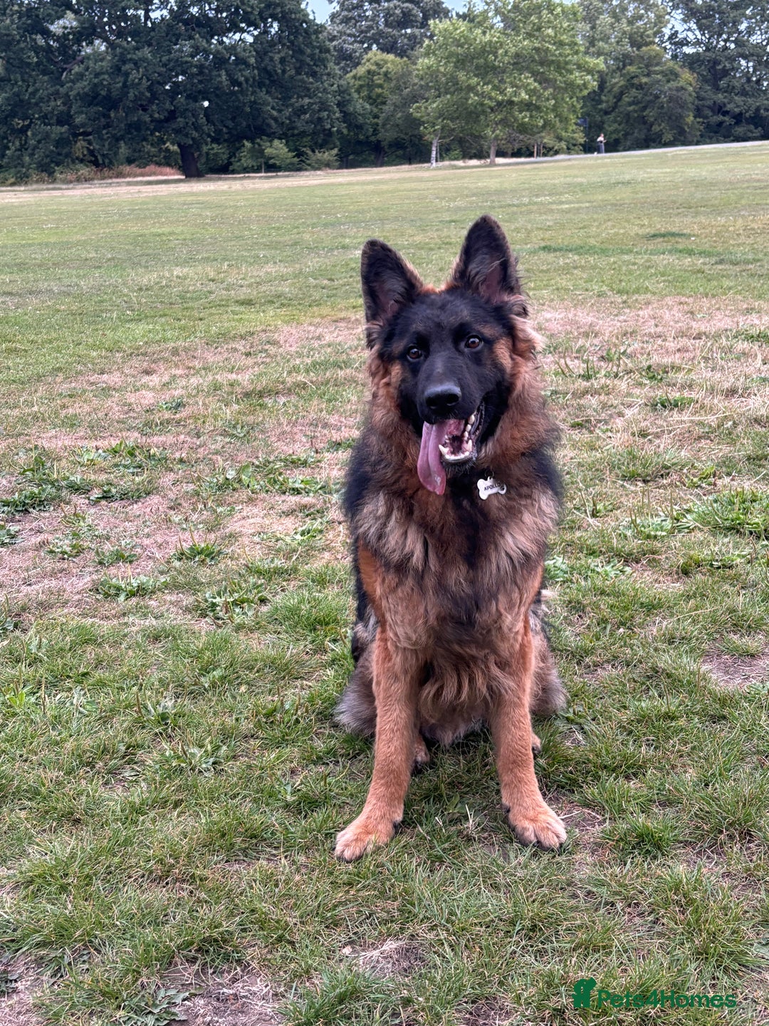 German Shepherd dogs for sale: Rehoming One-Year Old Male German Shepherd - Advert 26