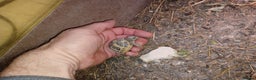 Tortoise reptiles for sale: HERMANNS TORTOISE YOUNGSTER HATCHED UK AUGUST 2025 - Advert 4