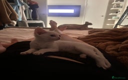 Devon Rex cats for sale: Beautiful white girl ready 17th August  - Image 3