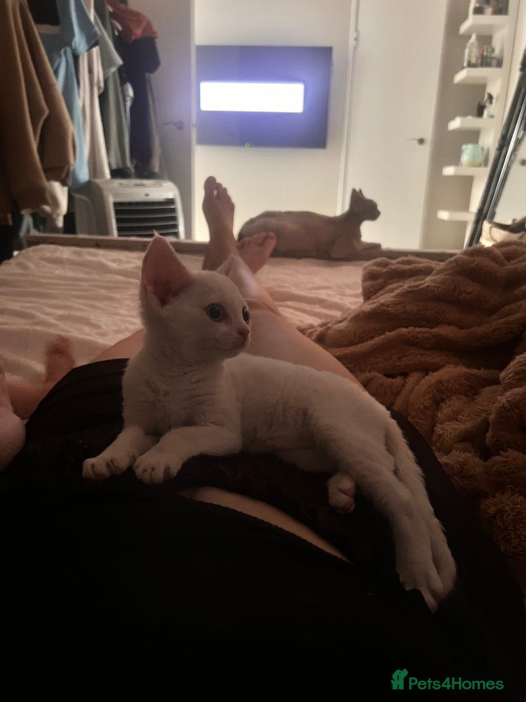 Devon Rex cats for sale: Beautiful white girl ready 17th August  - Image 3