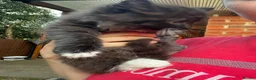 Mixed Breed cats for sale: Adorable Mixed Breed Kittens Ready For New Homes - Advert 4