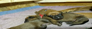 Rhodesian Ridgeback 3