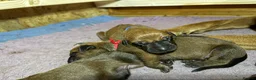 Rhodesian Ridgeback dogs for sale: International a world champion bloodlines - Advert 5