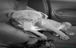 Mixed Breed dogs for sale: Beautiful boy for sale!  - Image 3