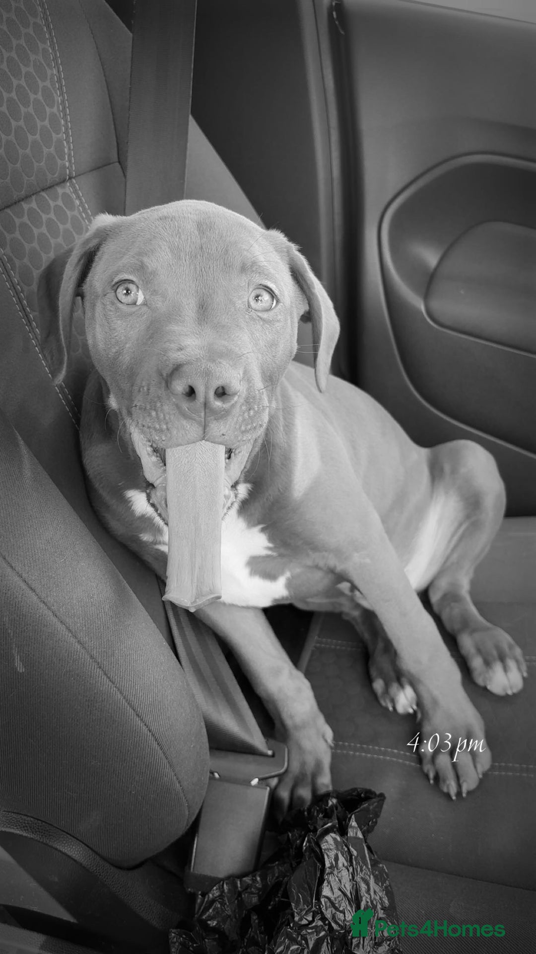 Mixed Breed dogs for sale: Beautiful boy for sale!  - Image 3