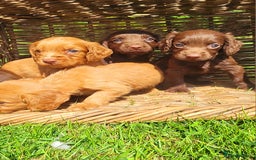 Cocker Spaniel dogs for sale: Cocker spaniel pups - Image 3