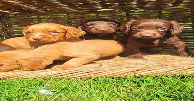 Cocker Spaniel dogs - Advert 11
