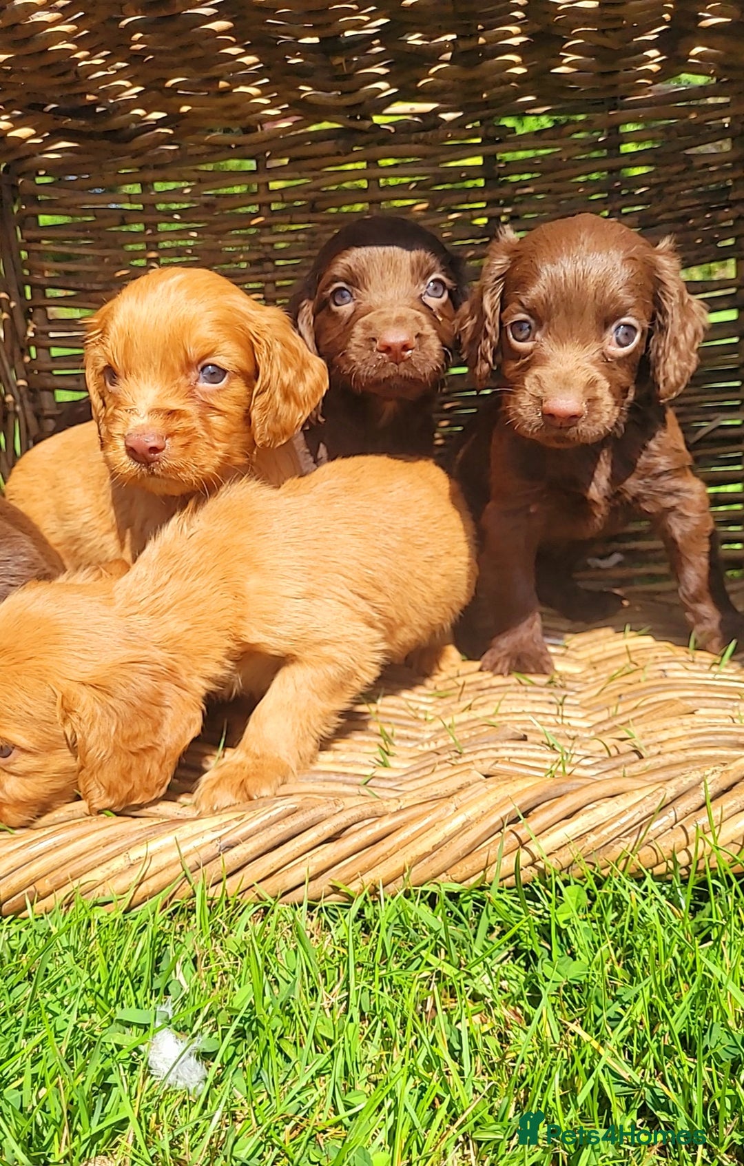 Cocker Spaniel dogs for sale: Cocker spaniel pups - Image 3
