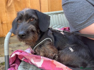 Miniature Dachshund dogs in Kidderminster - Advert 37