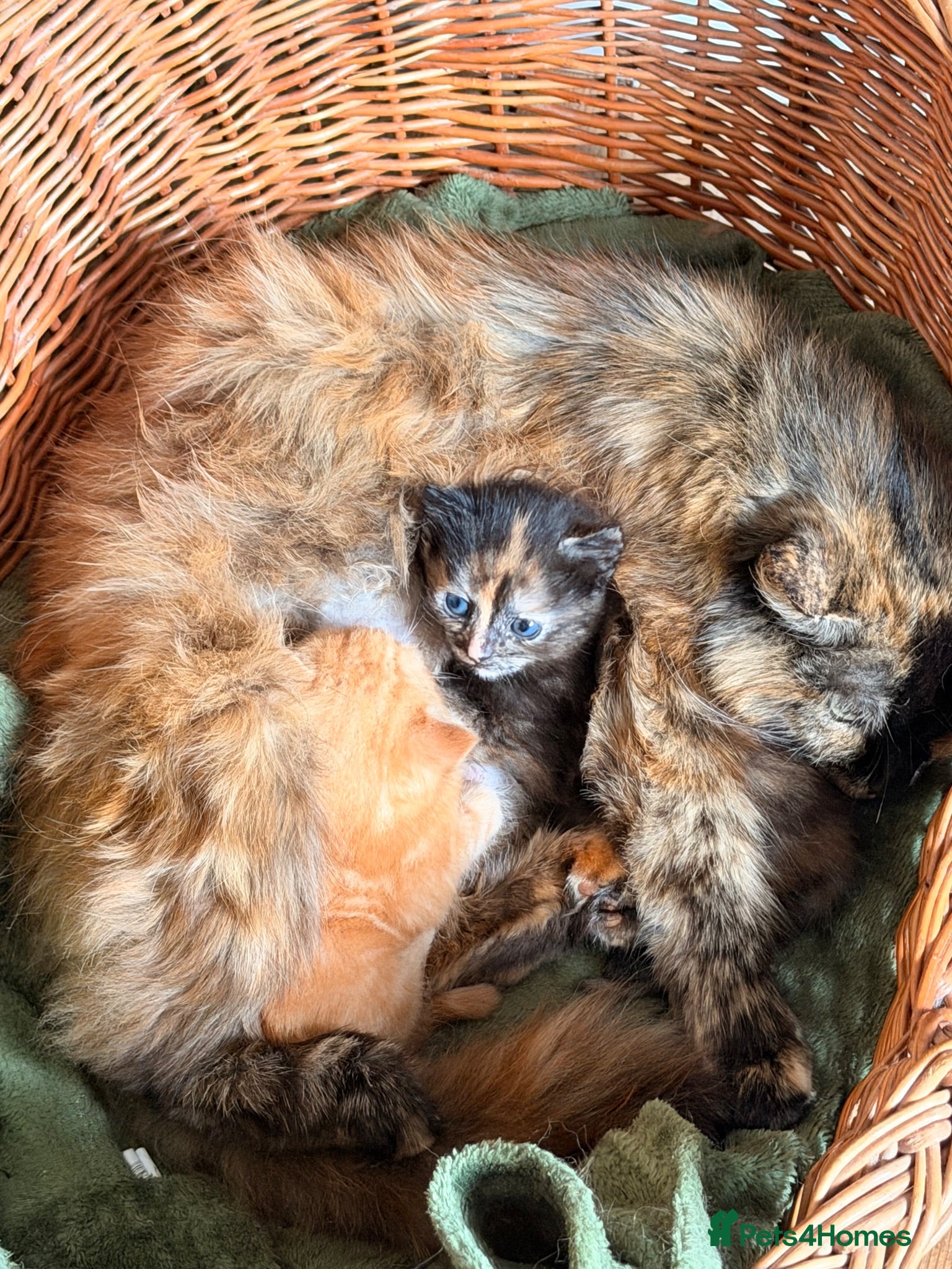 Mixed Breed cats Gorgeous mottled kitten  - Advert 2