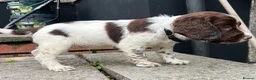 Sprocker dogs for sale: Working Sprocker Puppy - Advert 5