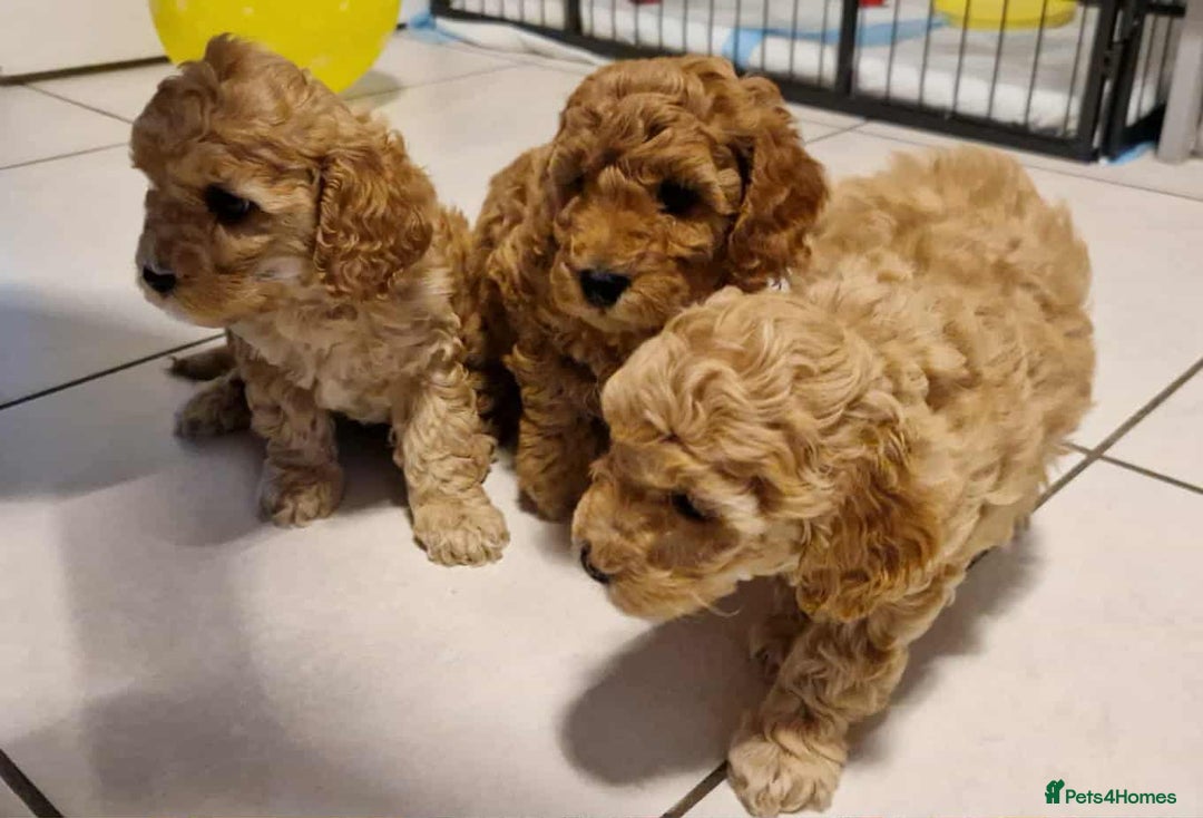 Cavapoo dogs for sale: Beautiful F1b cavapoo 💚💙🩷 - Image 6