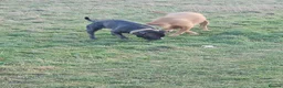 Mixed Breed dogs for sale: Big stocky staffie in Darlington - Advert 5